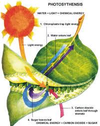 /wp-content/uploads/2012/06/chemical-energy-leaf.jpg