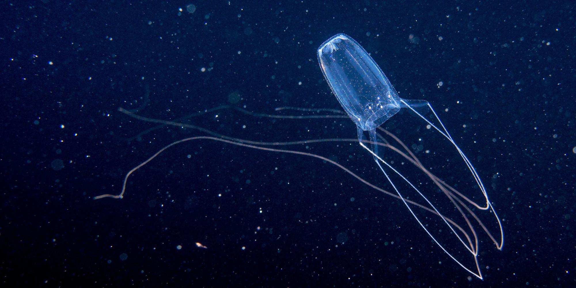 /wp-content/uploads/2014/09/o-BOX-JELLYFISH-facebook.jpg